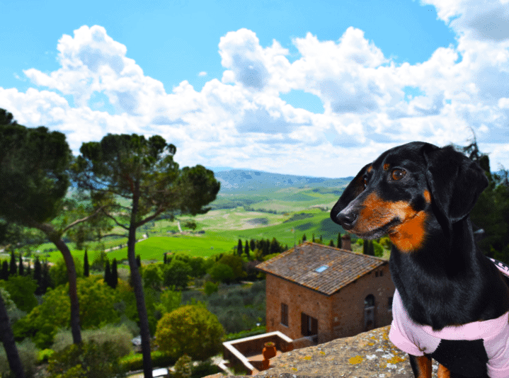 pet friendly hotel tuscany