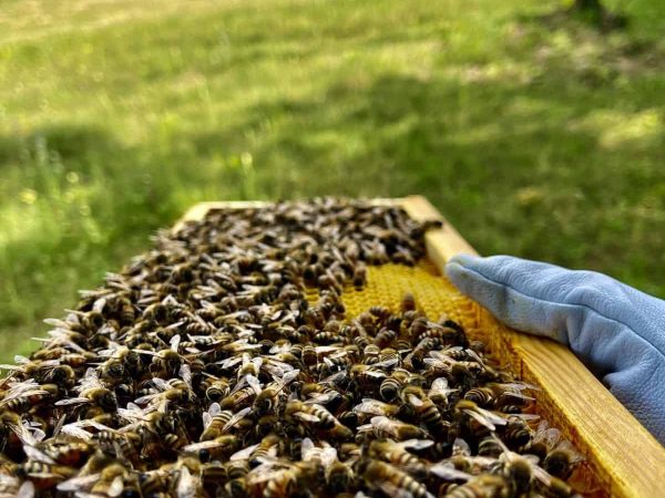 Bee Experience - La Chiusa Tuscany